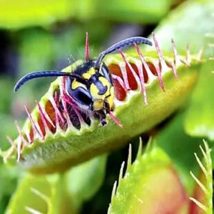 Flytrap Potted Plant Mosquito Repellent Carnivorous Plant Pitcher Plant Bottle Plant Sundew Mini Flower Green Plant Hydroponic Plant