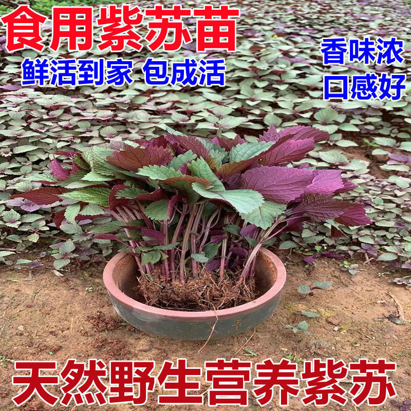 紫苏盆栽横县广西横县农家野生苗紫苏叶薄荷九层塔阳台独立站厂家