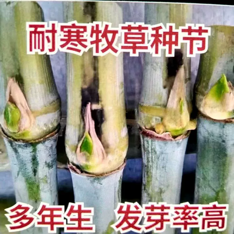 Блестящая Сладкая трава слона № 3 вида красная трава слона высокая урожайность морозостойкая императорская бамбуковая трава гигантский гриб трава многолетняя четырехсезонная кормовая трава