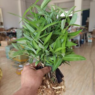 ���r�S���N���u�^�S���Nֲ���u�^���N�����aș�����ӬF�ڬF�l