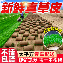 草坪带泥草卷现挖现卖草皮马尼拉基地供应庭院别墅花园绿化真草皮