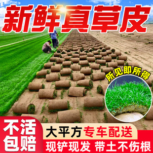 Lawn with Mud Grass Rolls Are Now Dug and Sold Turf Manila Base Supply Courtyard House Garden Greening Real Turf