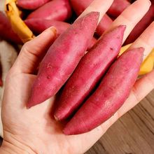 ��ĿɽС�������r�t��ɳ�������S�t�İ����������ĵع���ָ�����l