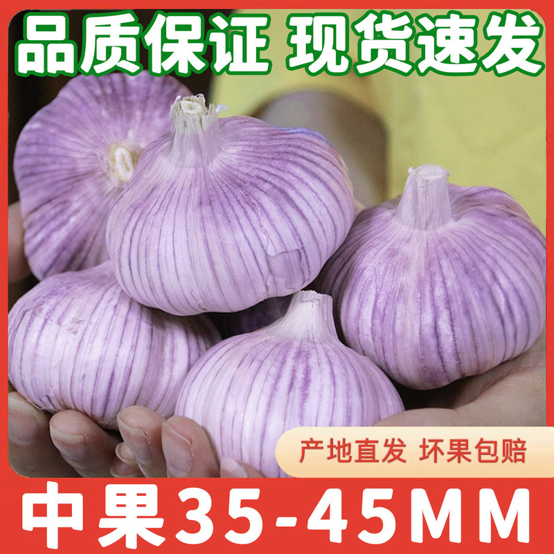 2024 季節のニンニクヘッド卸売乾燥ニンニク紫ニンニクヘッド乾燥ニンニク特大新鮮なニンニク卸売送料無料|undefined