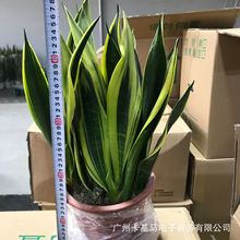 【基地直供】单/多株黄金兰 虎皮兰植物盆栽 家居植物花卉盆栽