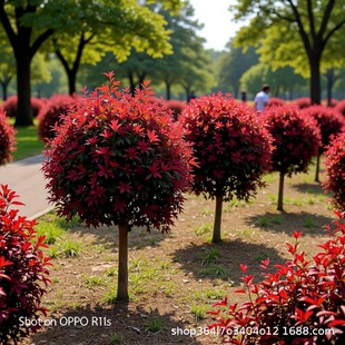 �½����ɸ��C�������~���� ��֦�t�~����� �G�hС��a��