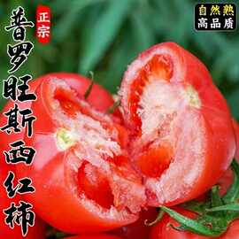 沙瓤老品种普罗旺斯番茄种子大粉水果番茄西红柿种子盆栽
