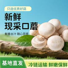 口蘑双胞菇新鲜食材现摘白蘑菇食用菌双胞菇工业棚安全品质