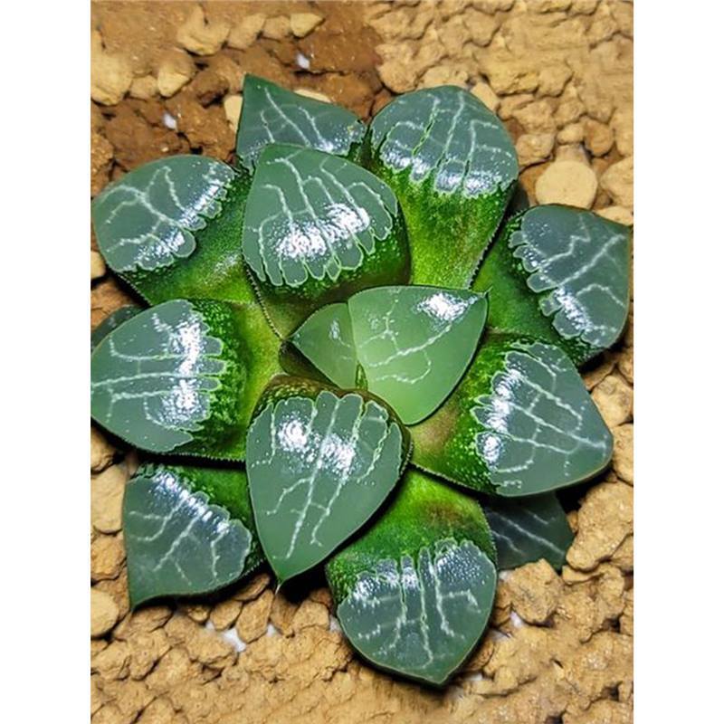 위에잉쇼u【 4-6cm 】