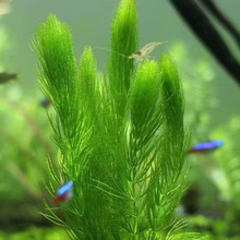 �~���쾰ֲ����ˮ���m��С�~�����ˣ����ˮ�|����ֲ��