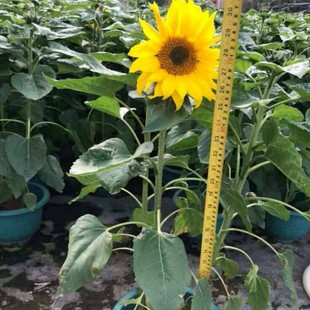 Base Direct Sales, Pilili, Green Radish, Golden Ge, Lingxiao, Mosaic and Lingxiao, Vine, Climbing Vine, Greening Offer