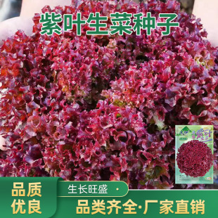���~���˷N�Ӽt���˷N���ϼtɫ�ļ��߲˷N�Ӵ����߲˴�ȫ��@����
