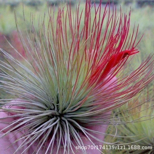 Завод прямых воздуха железа Орхидея беспочвенные завод воздуха железа Орхидея драгоценный камень оптом