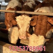 供应小牛犊批发300斤肉牛犊活体西门塔尔牛犊多少钱繁殖母牛价格