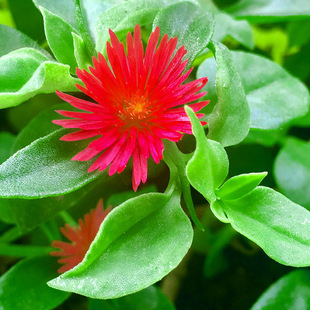 ʳ�ô���ɏ�N�����~���л�ĵ�����m�����˷N���̨�����ļ���ɫ��