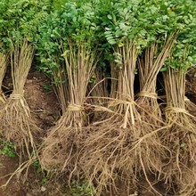 �������l���뻱�o��ֲ���ɳ���뻱�����}�|�ͺ��G�������뻱����