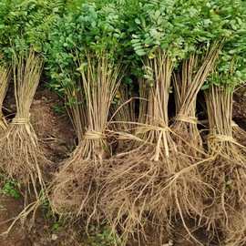 基地批发紫穗槐护坡植物挡沙紫穗槐苗耐盐碱耐旱绿化苗紫穗槐树苗