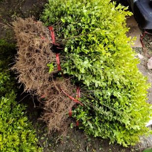 Red Leaf Stone, Heat-Resistant Deciduous Leaf, Non-Gold Leaf, Small-Leaved Ligustrum, Evergreen All Year Round, Cold-Resistant Landscaping, Outdoor Seedling Plant