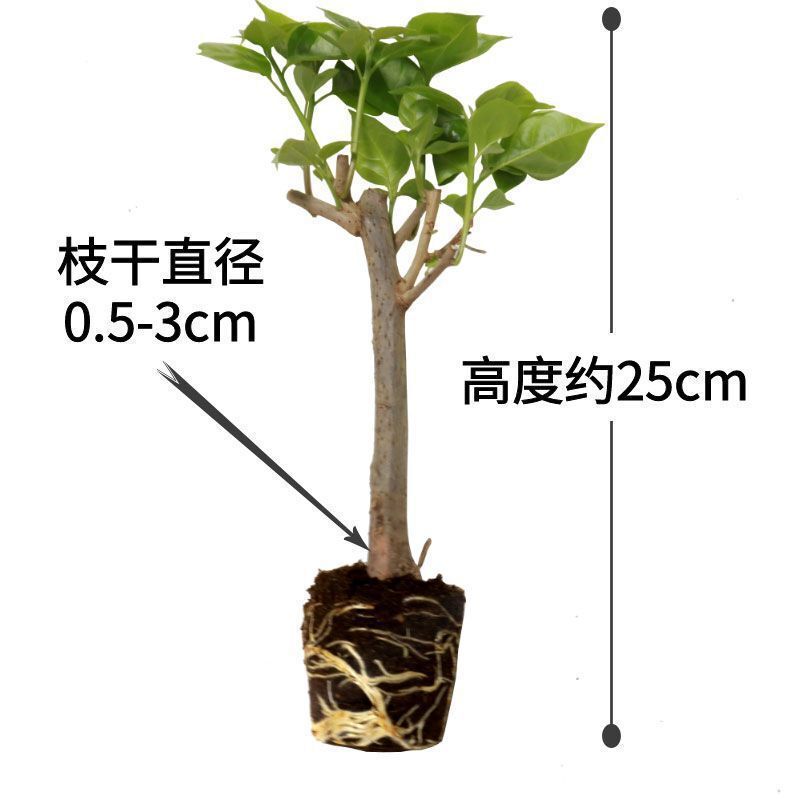 Qinhuahibiscus 老根耐寒性つる植物八重咲き四季開花鉢植え中庭観賞花バルコニー|undefined
