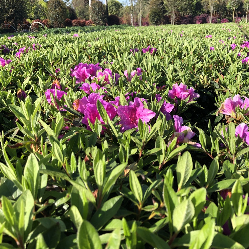 春鹃地苗 映山红 满山红 花境观赏草 成都园林绿化工程苗木批发