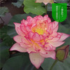 Bowl lotus hydroponic plant species, flowers, flowers, four seasons of interior flowering water, water lotus lotus seed lotus seed seed seeds