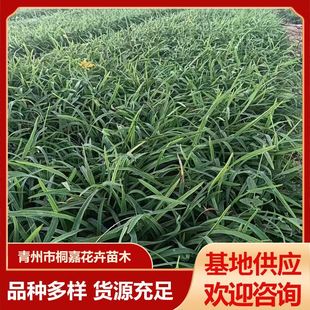 Base Wholesale Park Courtyard Four-Season Flowering Golden Doll Daylily Multi-Bud Large Flower Daylily