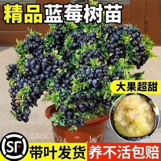 黑珍珠蓝莓苗南北方室内外地栽四季阳台盆栽嫁接带土果树当年结果