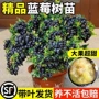 盆栽嫁接地栽四季蓝莓苗