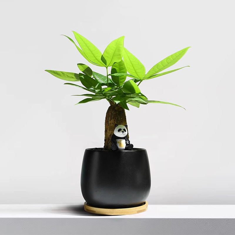 Maceta pequeña de cerámica simple en blanco y negro con bandeja, taza grande con forma de barriga, maceta pequeña para escritorio de oficina, maceta especial para suculentas.