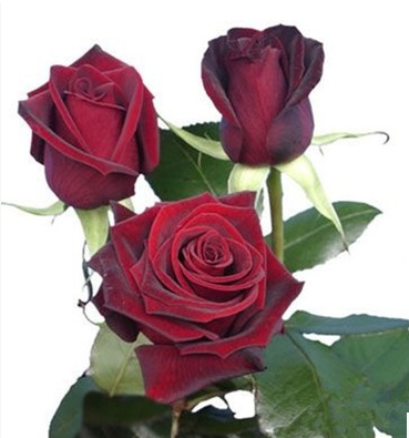 Black Magic Shrub Large Flower Rose Seedlings Cut Flower Rose Seedlings Potted Four Seasons Blooming Rose Seedlings