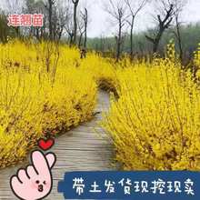 ӭ���������B�N�������S�ϻ�����ͥԺֲ��G�����ļ��ͺ�����