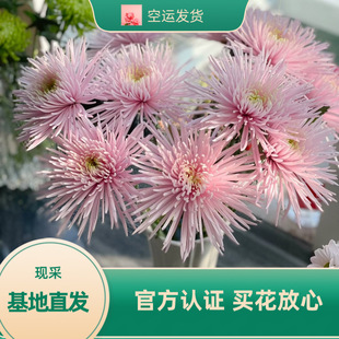 Fireworks Chrysanthemum Pink-Orange Chrysanthemum Hydroponic Flowers Fresh Cut Flowers Direct Delivery from Kunming, Yunnan for Living Room Hydroponic Cultivation