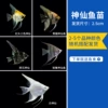 2.5cm fairy variety, 5 random pieces, spare 1, total 6 pieces