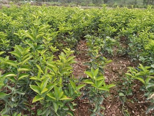 Wholesale Base Grafted Citrus Aurantium Seedlings, Medicinal Citrus Aurantium Seedlings, Pure Varieties, Large Quantity, Preferential Treatment