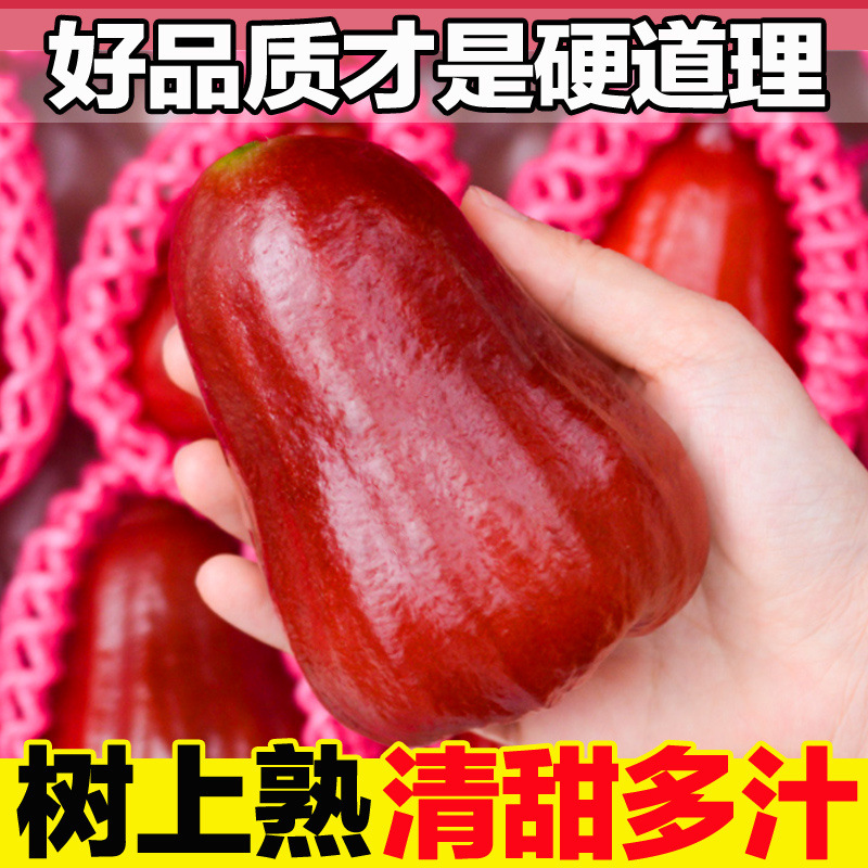 Hainan wax apple seasonal fresh fruit whole box pregnant women fruit wax apple red wax apple sweet juicy wholesale