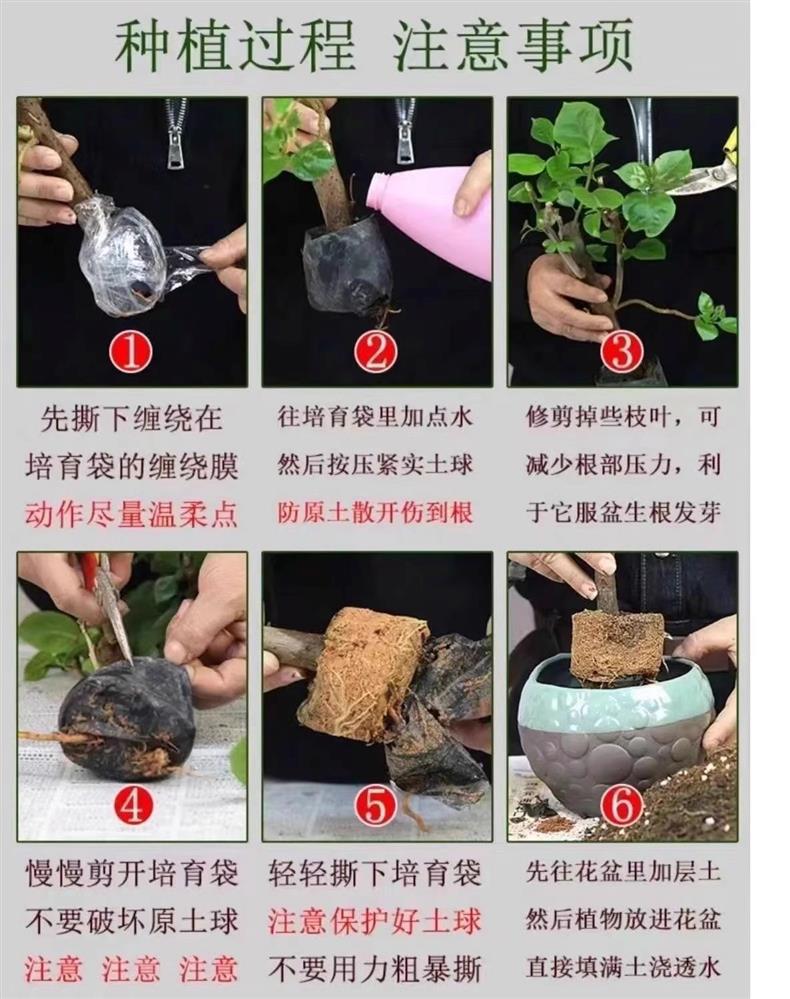 详情图