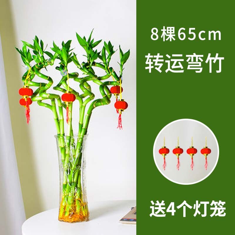 65cm 이동 대나무 16개 + 랜턴 4개