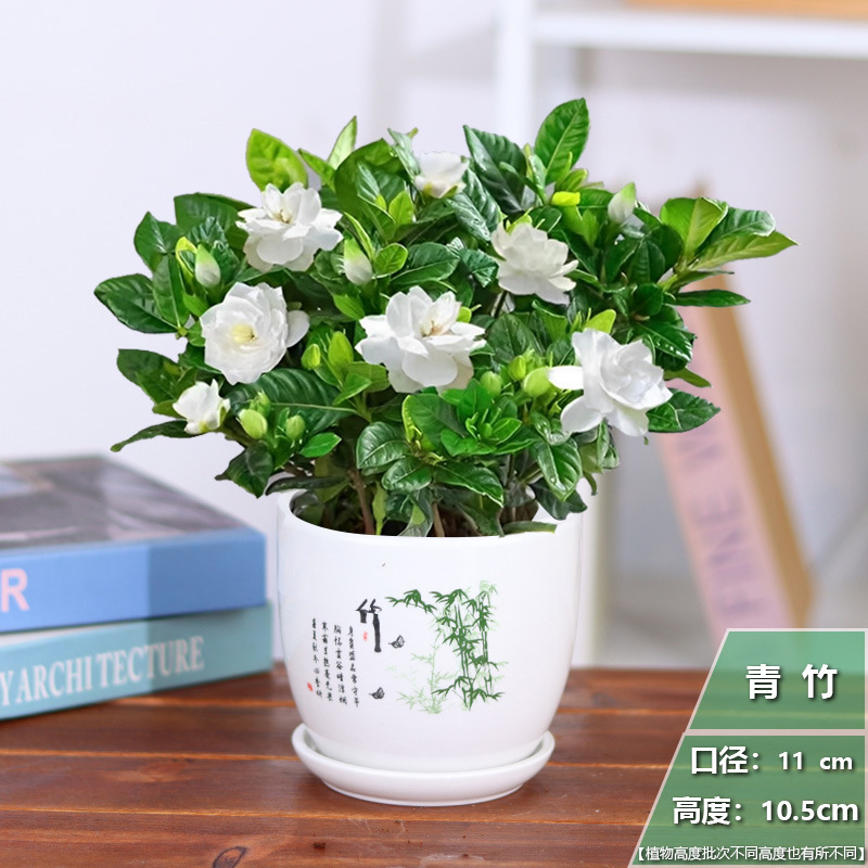 [순수거울모형] 치자나무 화분 1개 + 녹색대나무 세라믹 화분 + 영양비료