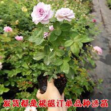 �¼����������ش󻨶༾�_��ֲ�ﻨ���҃��ٱ������NޱС������