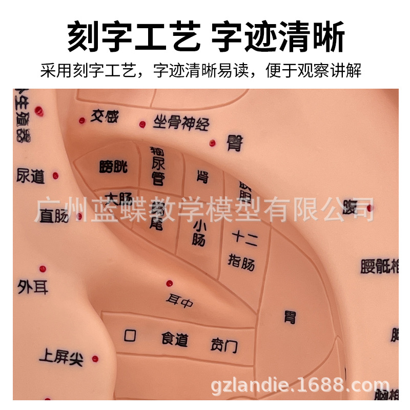 22CM ���Ͷ�ģ��/����Ħģ��/����������Ѩλ/��Ѩģ�Ͷ����е���