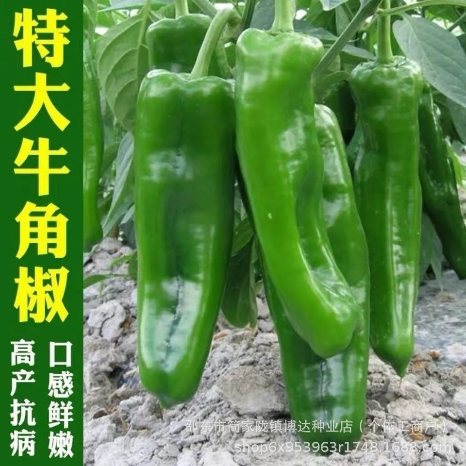 早熟特大牛角椒种子羊角椒青辣椒种籽尖椒春夏秋四季高产蔬菜种孑