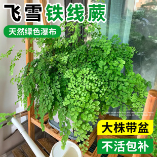 �wѩ�F��ާ����ާ�ֲ���҃Ȱ���ާ����ͥԺ�쾰�Gֲ���B���ļ���