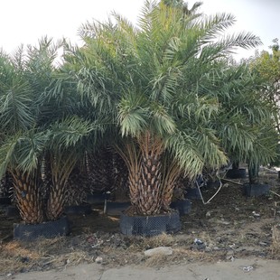 2412 Base Supply Multi-Head Three-Pole Silver Palm Palm Middle East Palm Tree 3- 5m High Greening Fake Seedlings