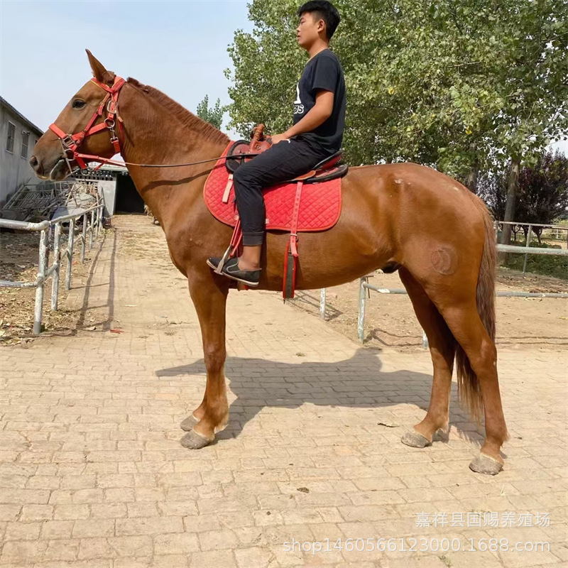 阿拉伯马 新疆伊犁马 纯血马 半血马 马驹多少一匹