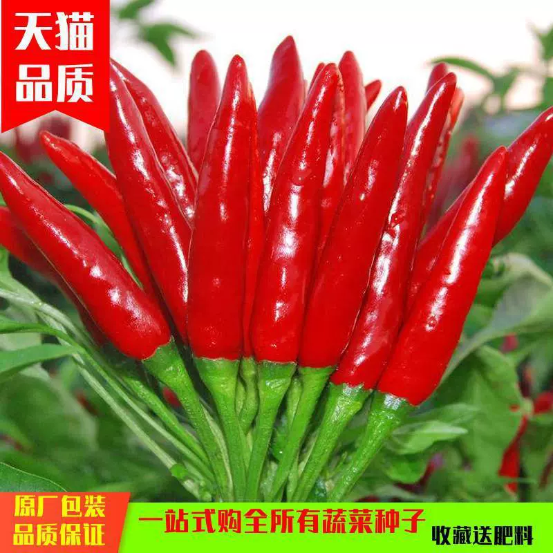 Одиночное семя семян перца чили для весны и всех сезонов, высокоурожайные супер острые семена перца чили в горшках.