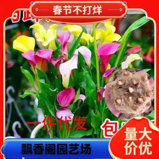 һ�����l��ɫ�R��ɏ�N�������M������������҃�����ٺ��ļ��_��