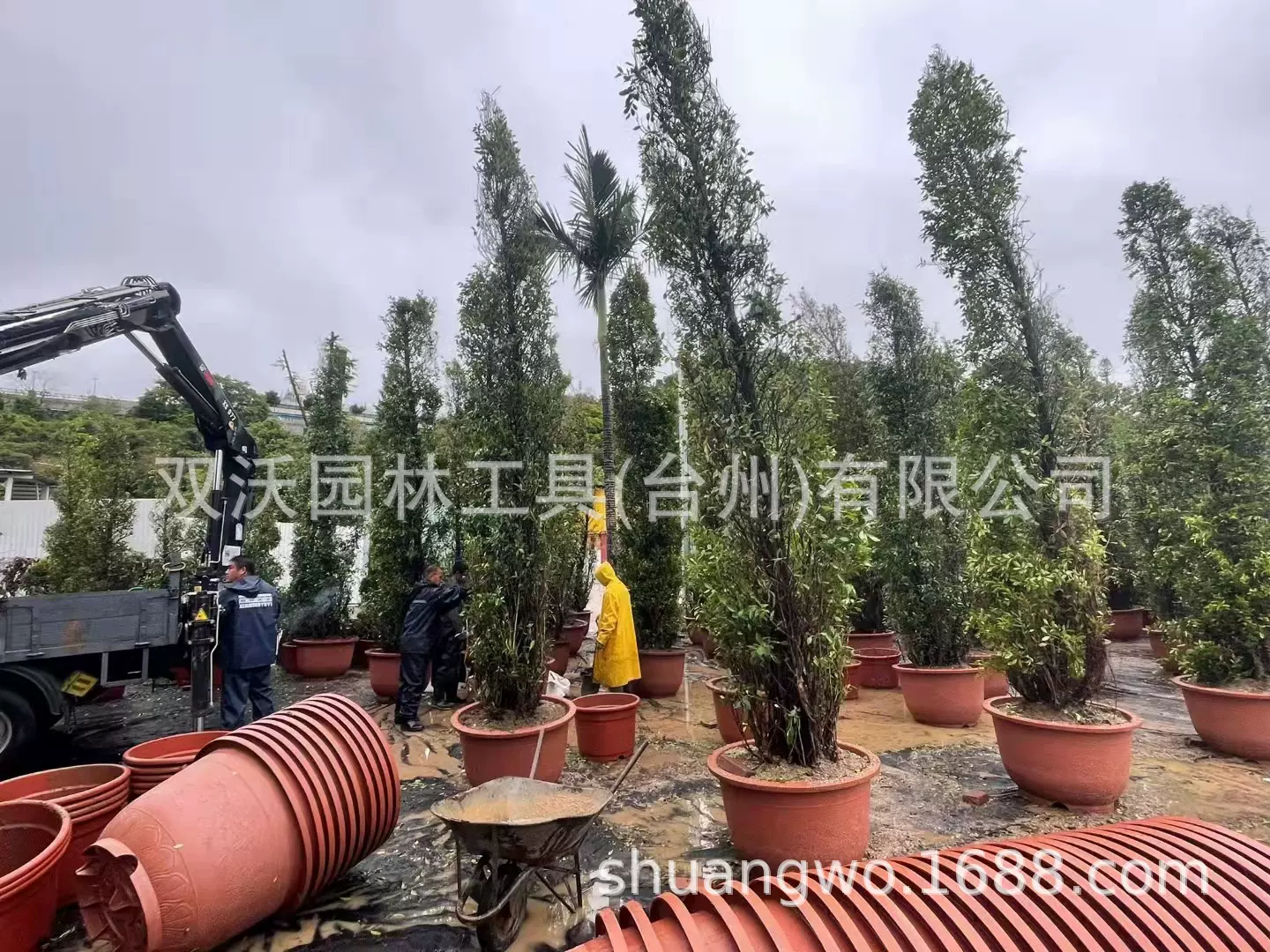 欧花塑料花盆 欧式浮雕超大龙盆加厚耐晒绣球果树盆工厂批发
