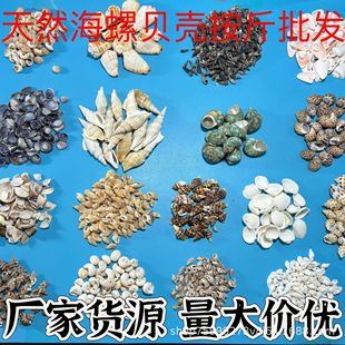 Natural Conch Shells, Craft Raw Materials, Wholesale by the Pound, Fish Tank Aquarium Decoration, Drift Bottles, Student DIY