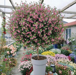 Сľ�Ȱ���������ֲ���҃������̨ͥԺ���B�_���ͺ��ͺ��ױ�����