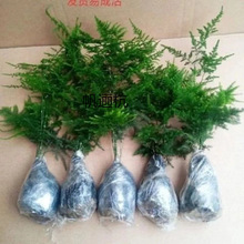 �����I�Ͱ�����B��ݗ��lؔ��G�}�҃ȾGֲ����������Ҫ�̨